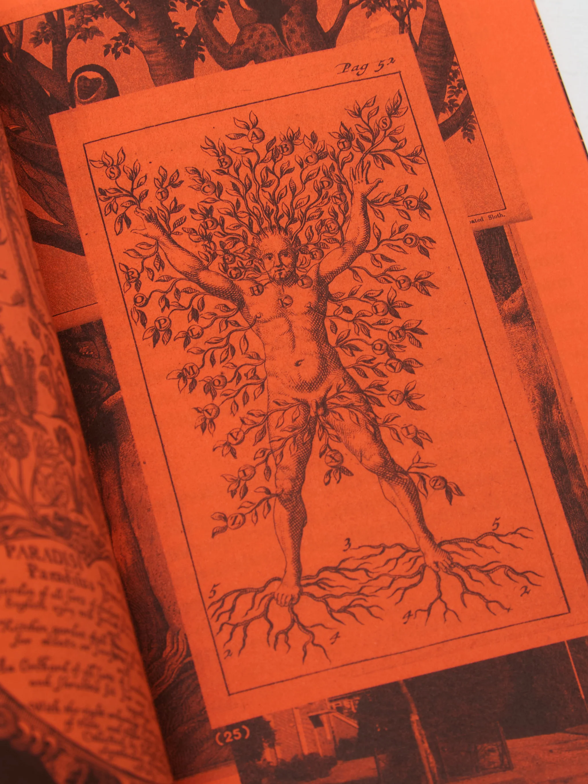 A Tree, A Reader on Arboreal Kinship - Image 3
