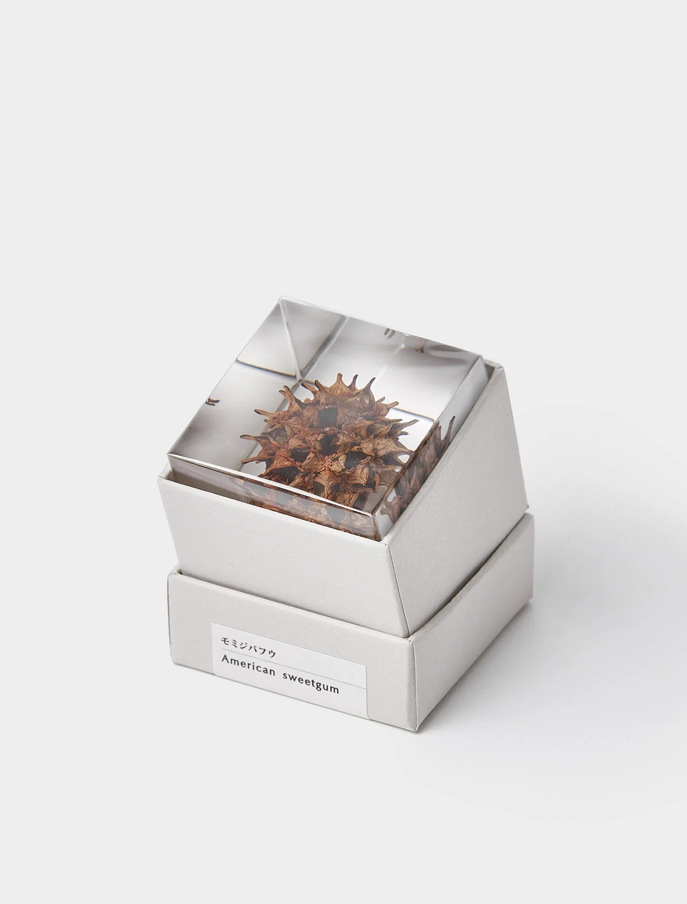 American Sweetgum - Sola Cube - Image 2