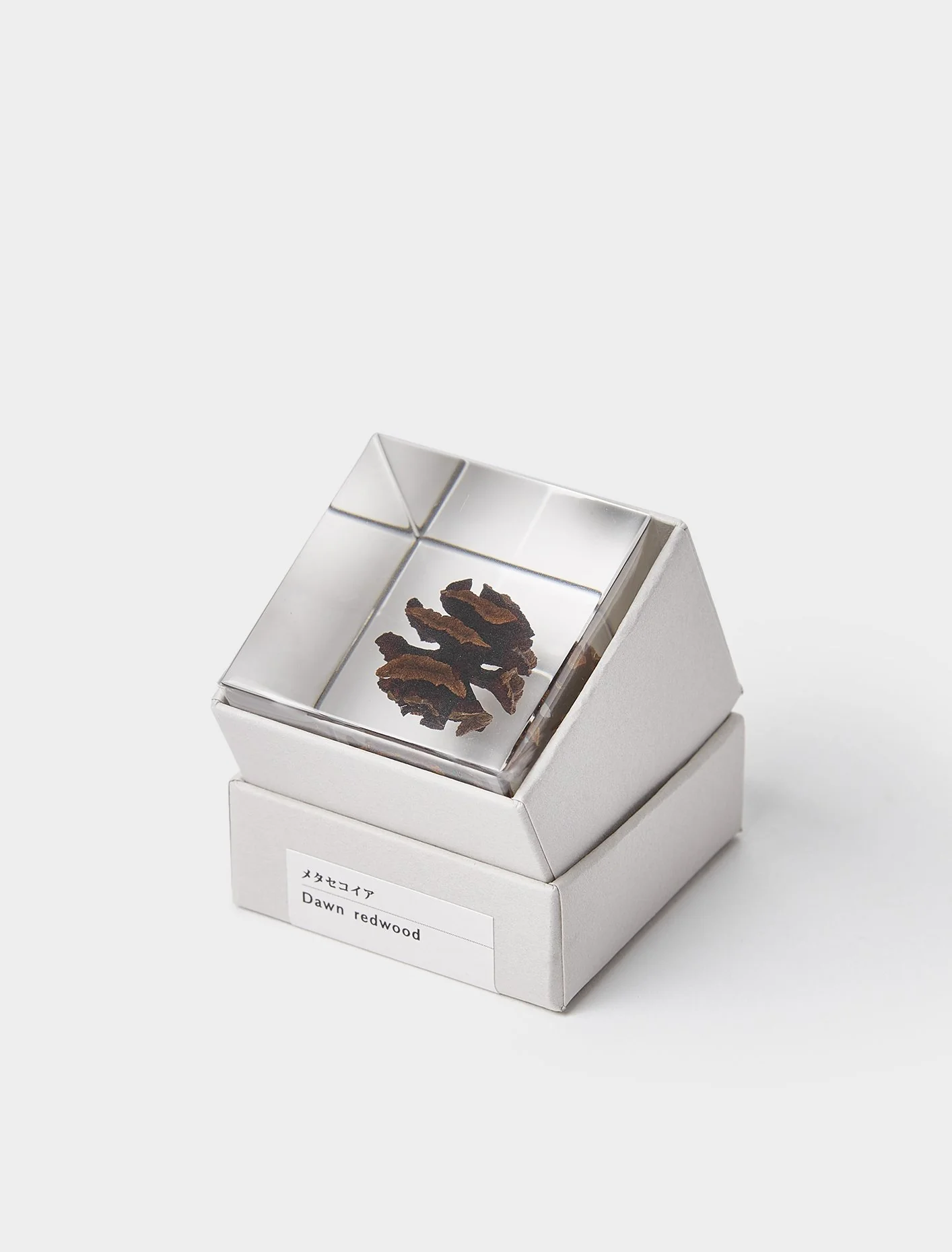 Dawn Redwood - Sola Cube - Image 2